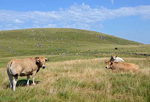 Plateau de l’Aubrac