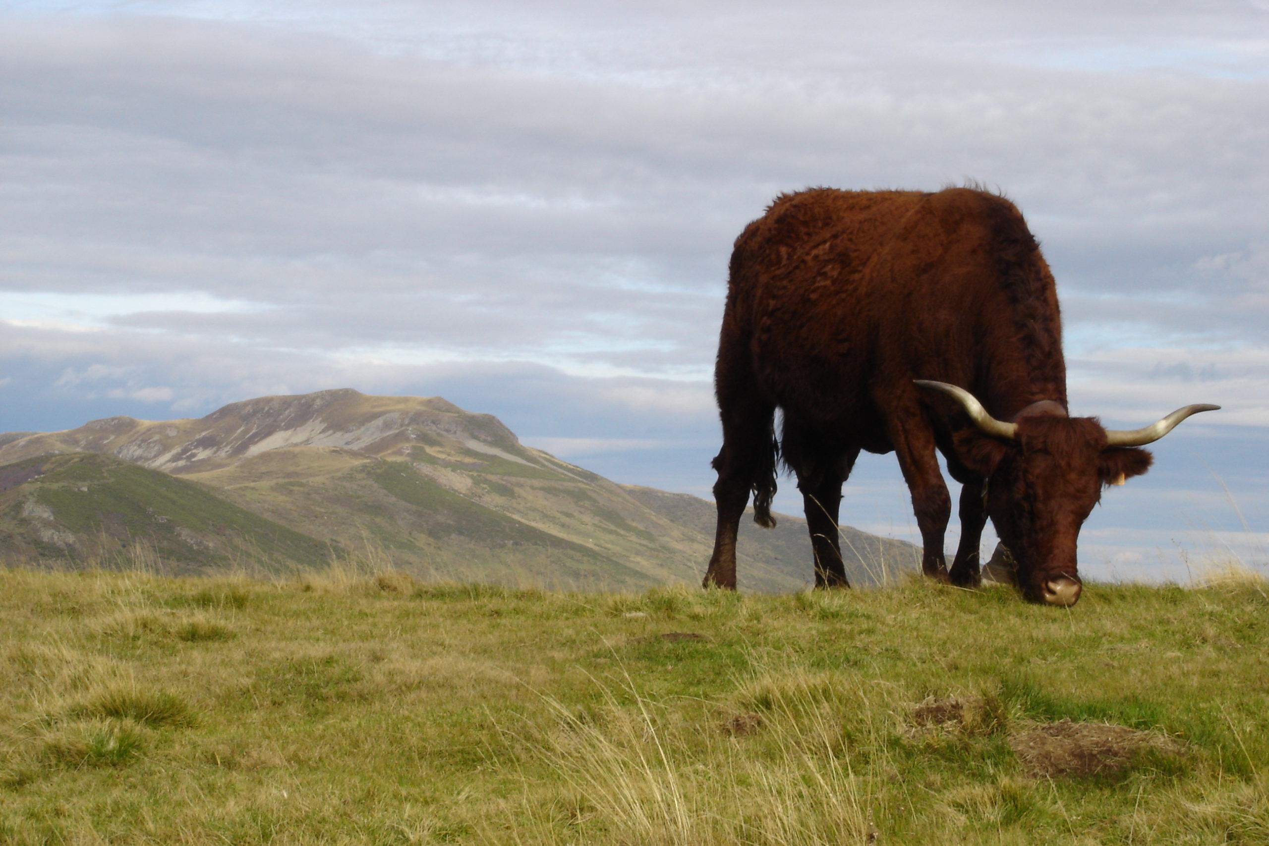puy mary auvergne cantal