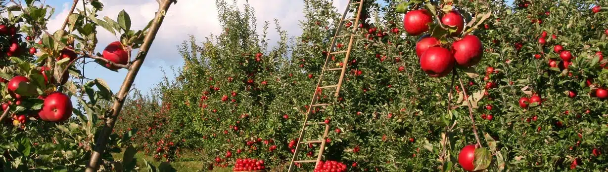 pompe aux pommes