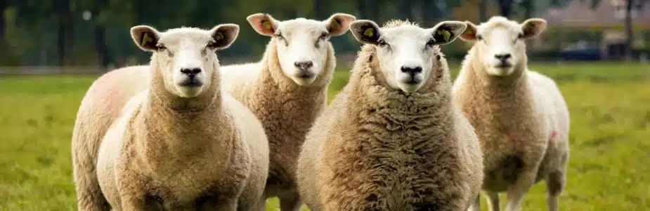 Visitez la ferme du Verdier à Aubrac lors de vos vacances